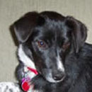 Pippa was adopted in 2004.